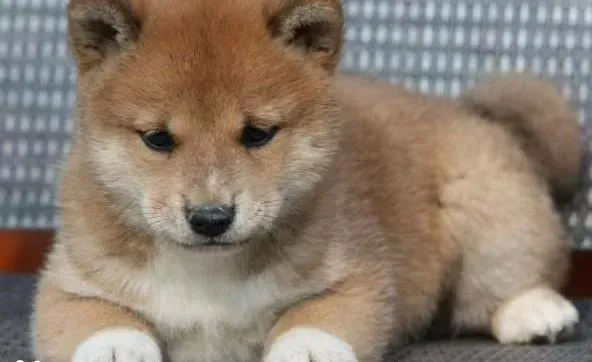 柴犬|柴犬细小恢复期需要注意什么问题