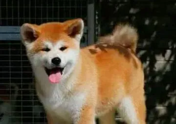秋田犬|秋田犬什么时候可以吃饼干啊