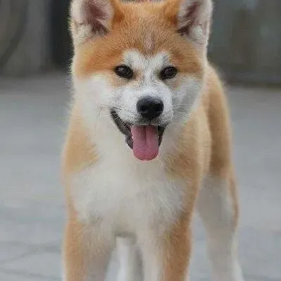 秋田犬|为什么秋田犬会吃便便呢