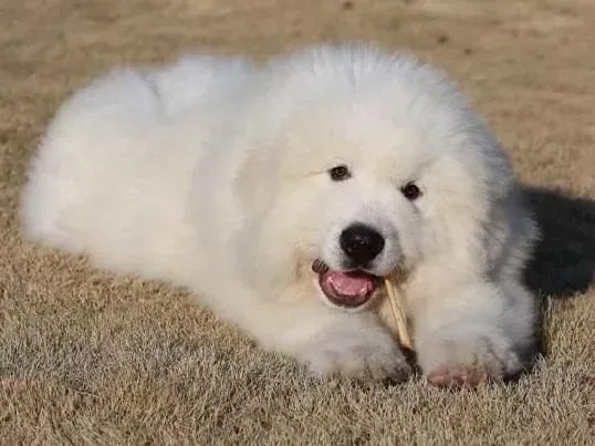 大白熊犬|关于为大白熊犬美容的五大基础知识