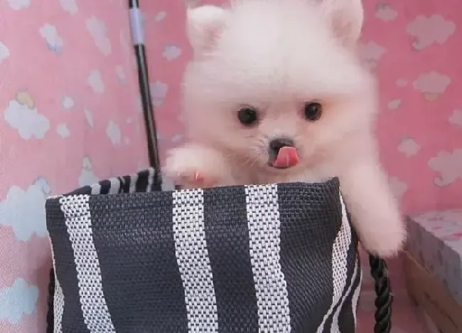 银狐犬|银狐犬三天前开始拉稀和呕吐不知道是什么原因