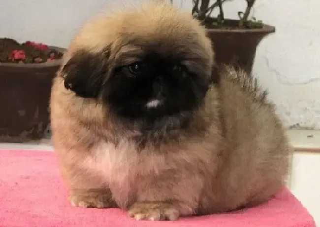 京巴狗|京巴犬拉出白色的虫子应如何处理