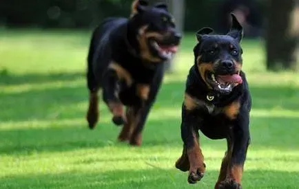 罗威纳犬|最有趣的生活常识之轻松完成清理罗威纳犬肛门腺任务