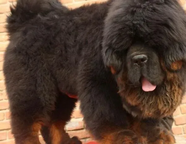 藏獒|轻松训练藏獒成为文明优秀犬