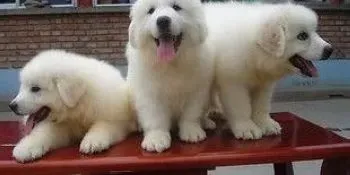 大白熊犬|如何正确饲养成年期及老年期的大白熊犬