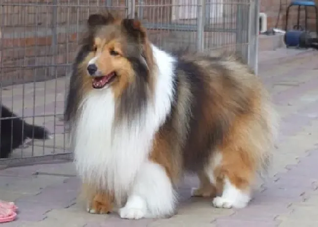 喜乐蒂|家庭护理如何解决喜乐蒂犬的皮肤病