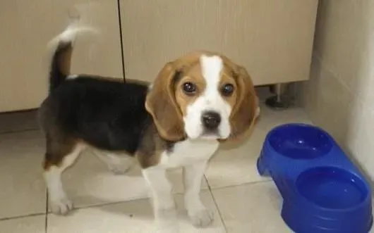 比格犬|成为比格犬好家长的基本条件