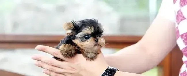 约克夏|哪些原因是造成约克夏掉毛的罪魁祸首