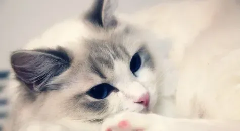 矿物质对猫咪身体有什么作用呢 | 猫