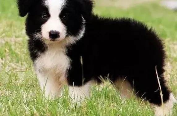 边境牧羊犬|边境牧羊犬梳毛发好处多多