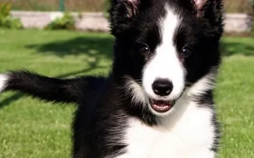 边境牧羊犬幼犬喂养 前30天主要以母乳为生 | 边境牧羊犬