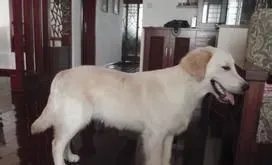 狗为什么不咬主人 因为它的主人饲养它 | 狗