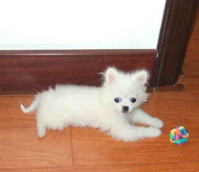 什么小型犬最可爱 狗狗都有不同的特点 | 犬