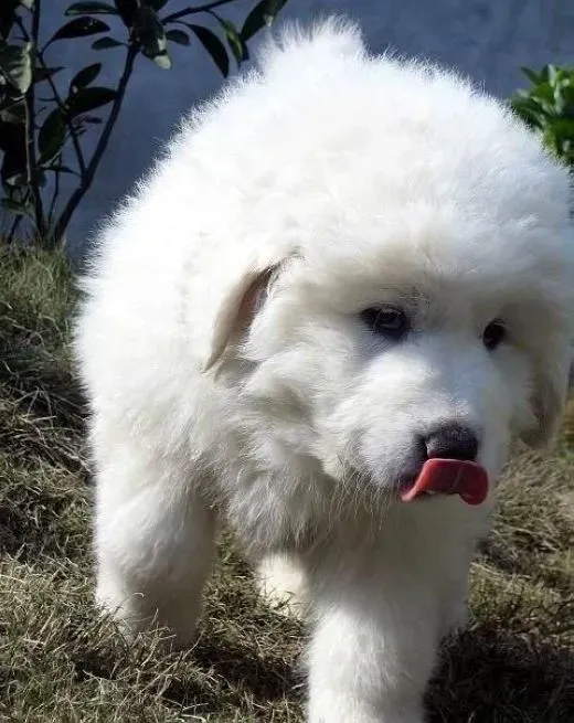 大白熊犬|怎样喂养正处于发育期的大白熊犬