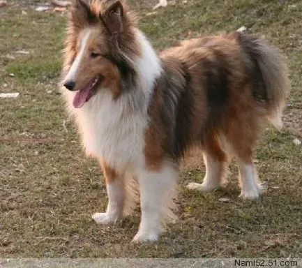 喜乐蒂|给喜乐蒂犬美容知多少