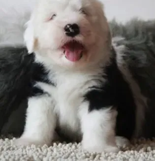 古代牧羊犬|古代牧羊犬美容护理的几大原则与方法