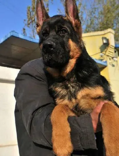 德国牧羊犬|德国牧羊犬拉稀呕吐的原因分析