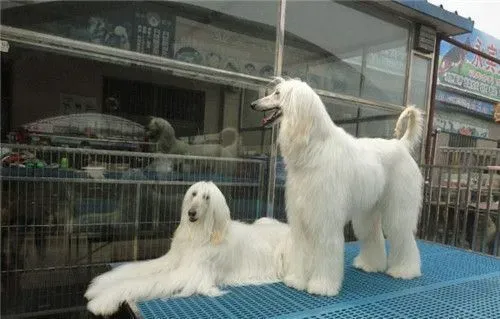 阿富汗猎犬小时候怎么驯养 驯养前先了解其个性特征 | 阿富汗猎犬