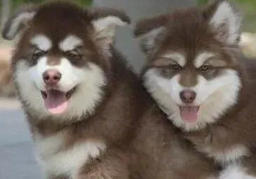 阿拉斯加犬|我家阿拉斯加犬身上有白色的皮屑应如何消除掉