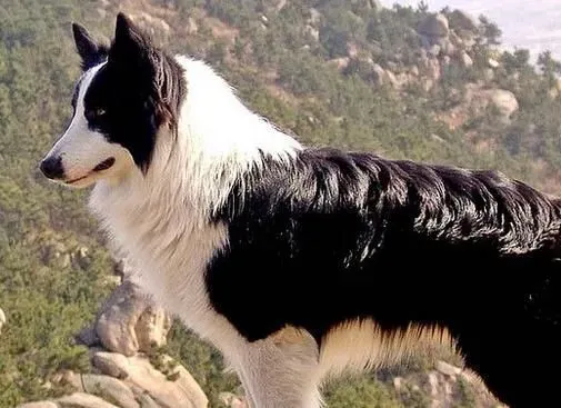 边境牧羊犬幼犬喂养 前30天主要以母乳为生 | 边境牧羊犬