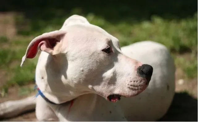 杜高犬|介绍杜高犬得了心脏病的10大症状