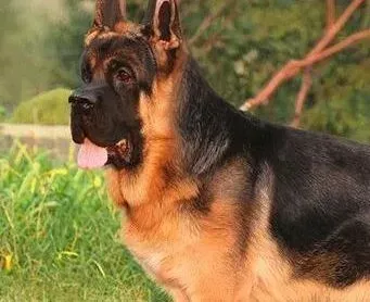 德国牧羊犬|两个月大的德国牧羊犬可以吃干狗粮了吗