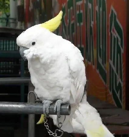 怎么样训练鸟儿说话 训练鸟类说话的技巧 | 葵花凤头鹦鹉