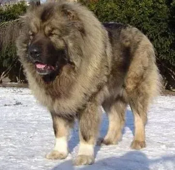 高加索犬|训练高加索犬服从主人的最典型方法——敏捷性训练