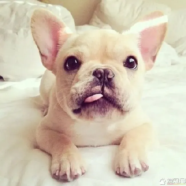 法国斗牛犬用途 法斗是一种贴心的伴侣犬 | 法国斗牛犬