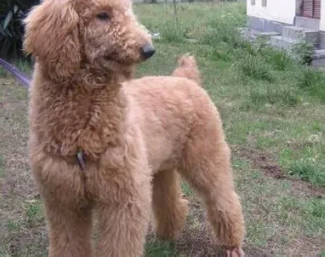 贵宾犬|怎样预防和治疗贵宾犬的便秘