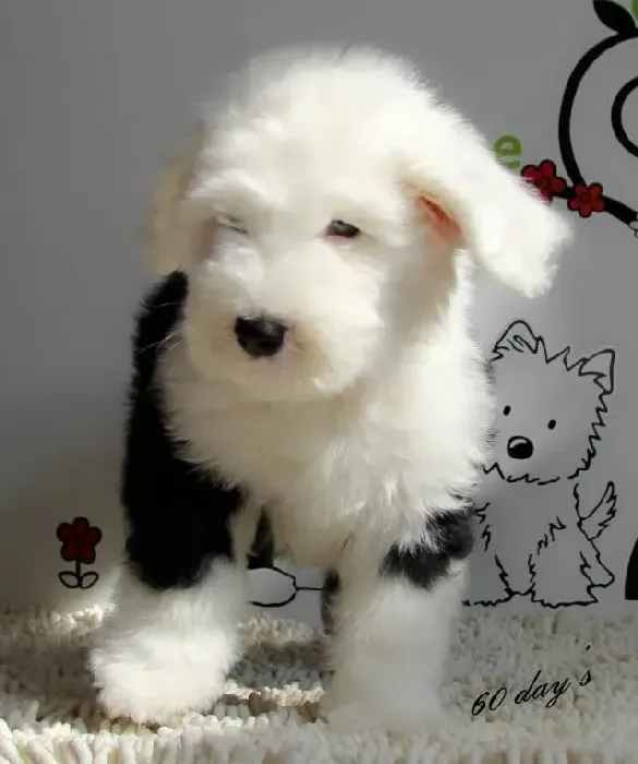 古代牧羊犬|如何让古代牧羊犬对孩子们态度友好