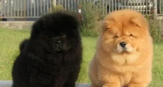 松狮犬|松狮犬大便带血怎样治疗
