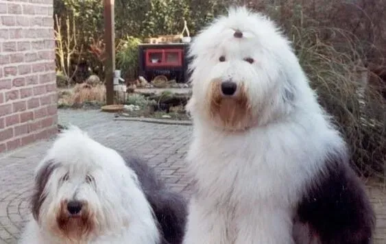 古代牧羊犬|炎炎夏季照顾古代牧羊犬的最佳方法