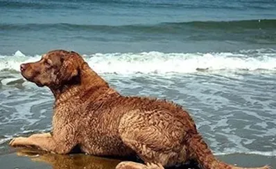 乞沙比克猎犬好养吗 饲养难度不大 | 乞沙比克猎犬