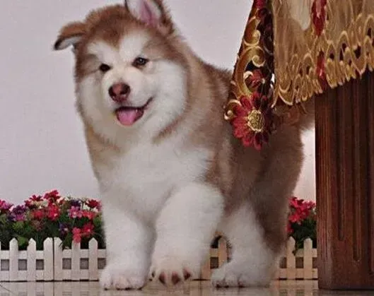 阿拉斯加犬|阿拉斯加犬拉粘液状稀便是不是生病了 怎么治疗
