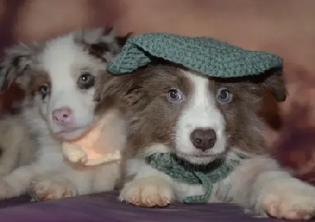 边境牧羊犬|主人必知的边境牧羊犬生病的四大征兆