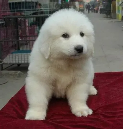 大白熊犬|大白熊犬补钙需要注意的问题有哪些