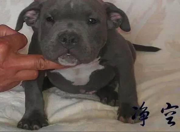 比特犬|比特犬最近总呕吐,不吃饭是什么毛病