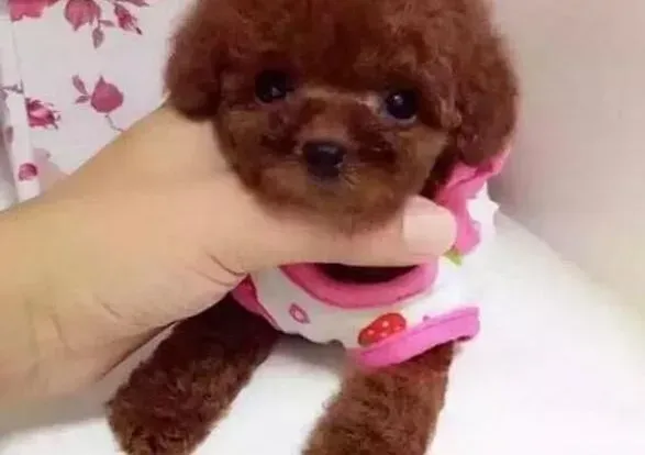 泰迪犬|瘦身大全 如何让泰迪犬不再是“小胖子”