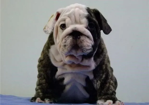 英国斗牛犬|主人们要如何呵护产后的斗牛犬