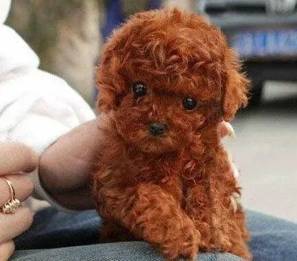 贵宾犬|不同体型的贵宾犬之间有什么明显的区别