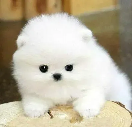 博美犬|七八个月的博美犬可以吃排骨吗