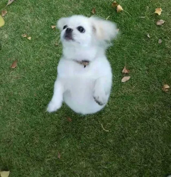 京巴狗|两个多月的京巴犬一天喂几顿