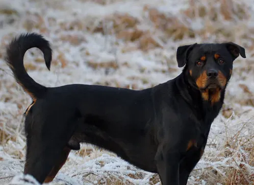 辨别罗威纳犬 什么才是纯种德系的罗威纳 | 罗威纳犬