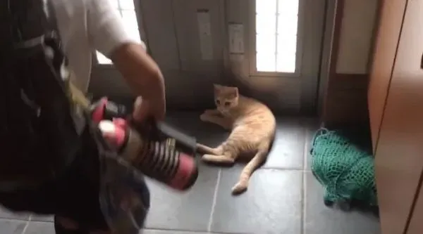 猫咪也爱出去玩 主人出门上课必须过猫咪的阻挡关卡 | 猫