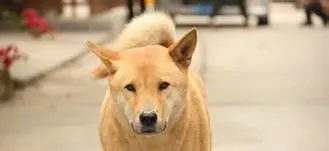 狗有寄生虫的症状 隐孢子虫症发病原因 | 狗