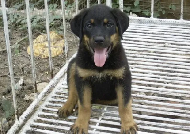 罗威纳犬|罗威纳犬对各种营养元素的需求状况