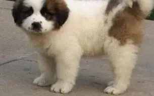 圣伯纳犬|急求 圣伯纳犬老是咬自己的毛发怎么办