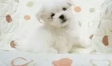 马尔济斯|马尔济斯犬如何成为一名优秀的运动健将