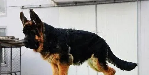 德国牧羊犬|老来享乐 如何护理老年德国牧羊犬